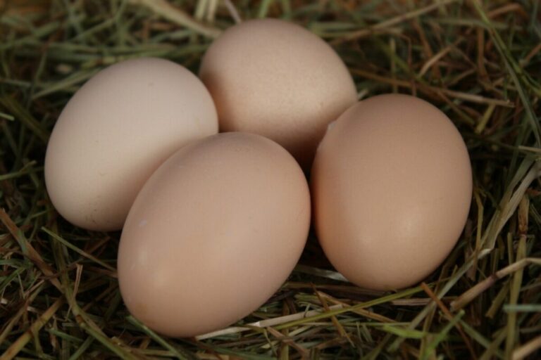 Chicken Eggs