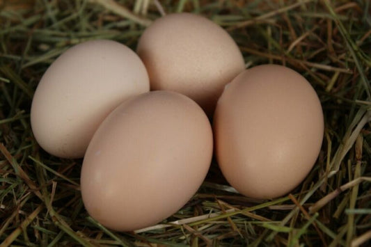 Organic Chicken Eggs