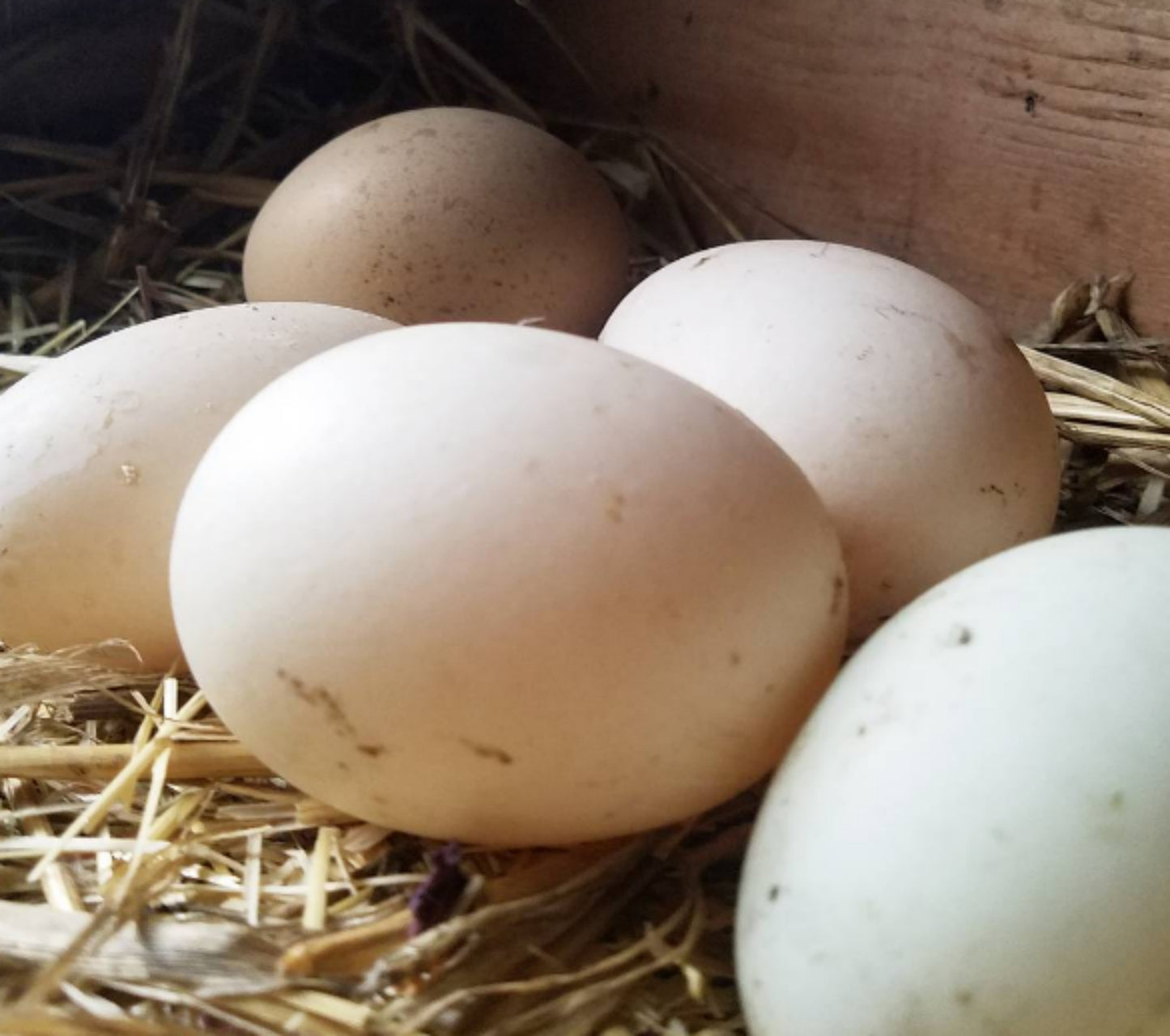 Organic Duck Eggs